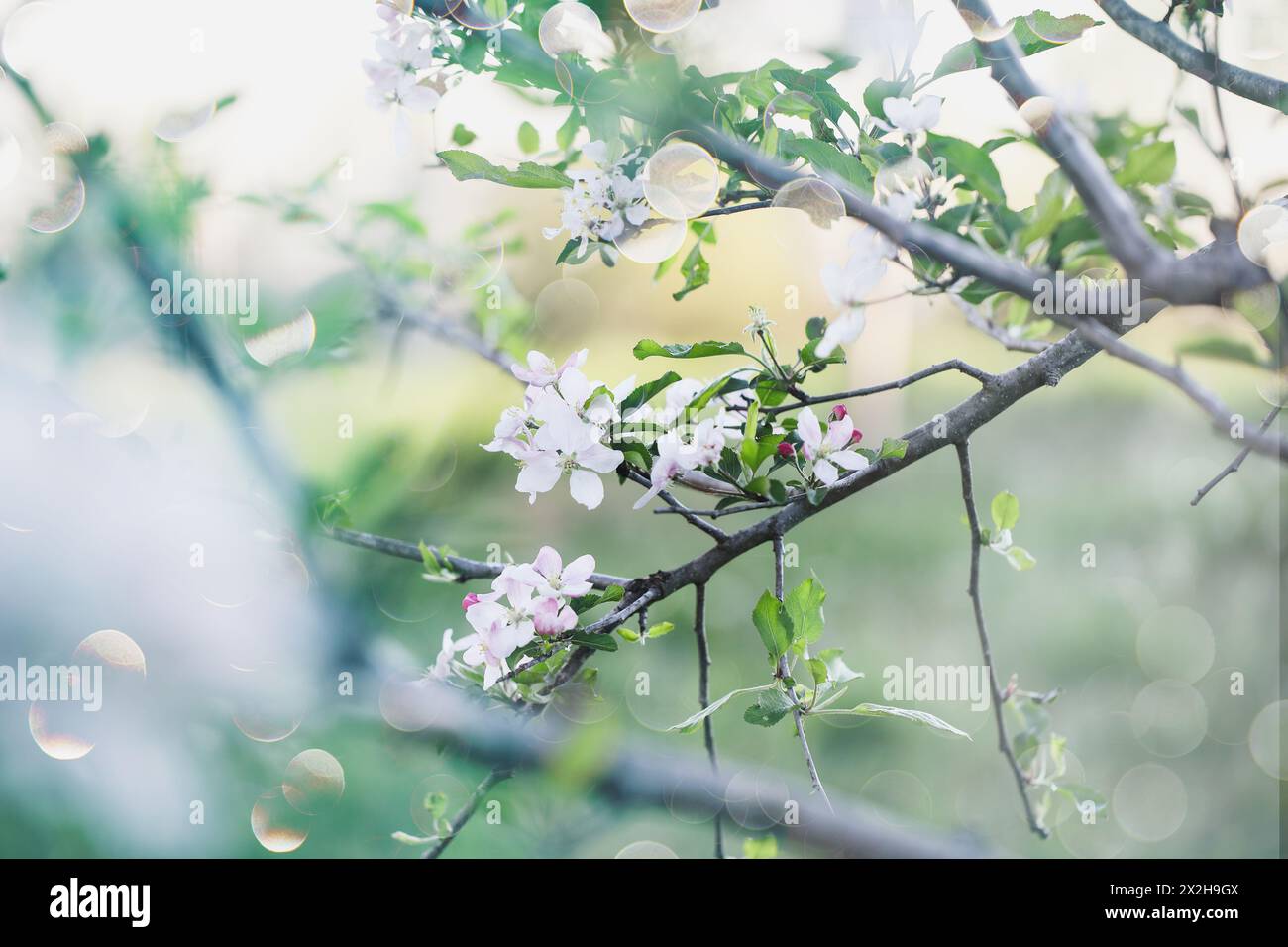 Skurrile Szene mit rosa und weißen Apfelblüten. Selektiver Fokus mit unscharfem Hintergrund. Stockfoto