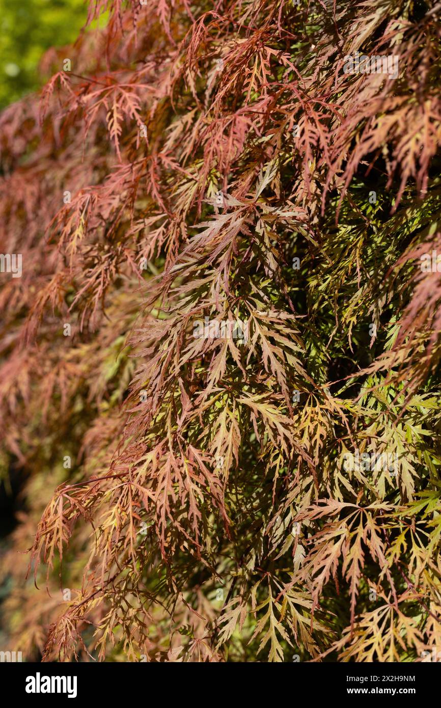 Acer palmatum 'Orangeola' japanischer Ahornbaum, Nahaufnahme. Stockfoto