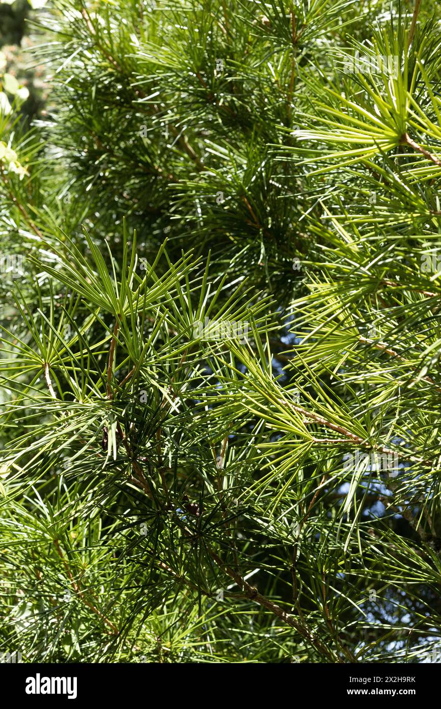 Sciadopitys verticillata 'wintergrüner' japanischer Regenschirm-Kiefer, Nahaufnahme. Stockfoto