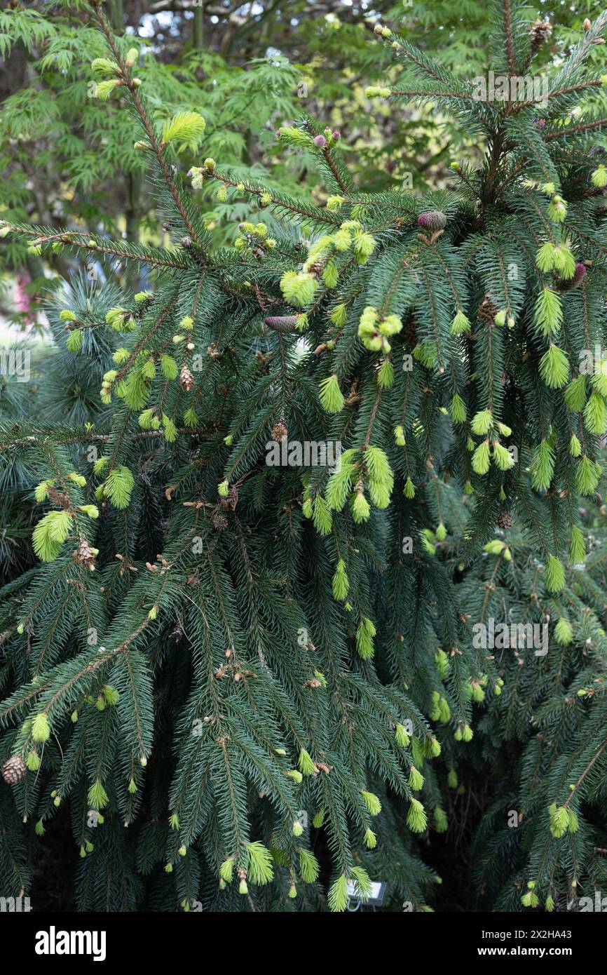 Picea abies 'Acrocona' - Norwegische Fichte mit neuem hellgrünen wuchs im Frühjahr, Nahaufnahme. Stockfoto