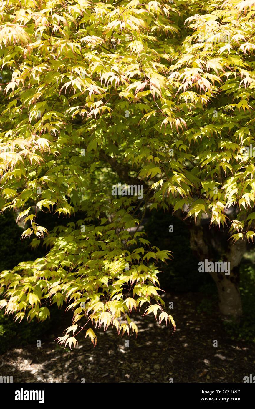 Acer palmatum 'Tsuma Gaki' japanischer Ahornbaum, Nahaufnahme. Stockfoto