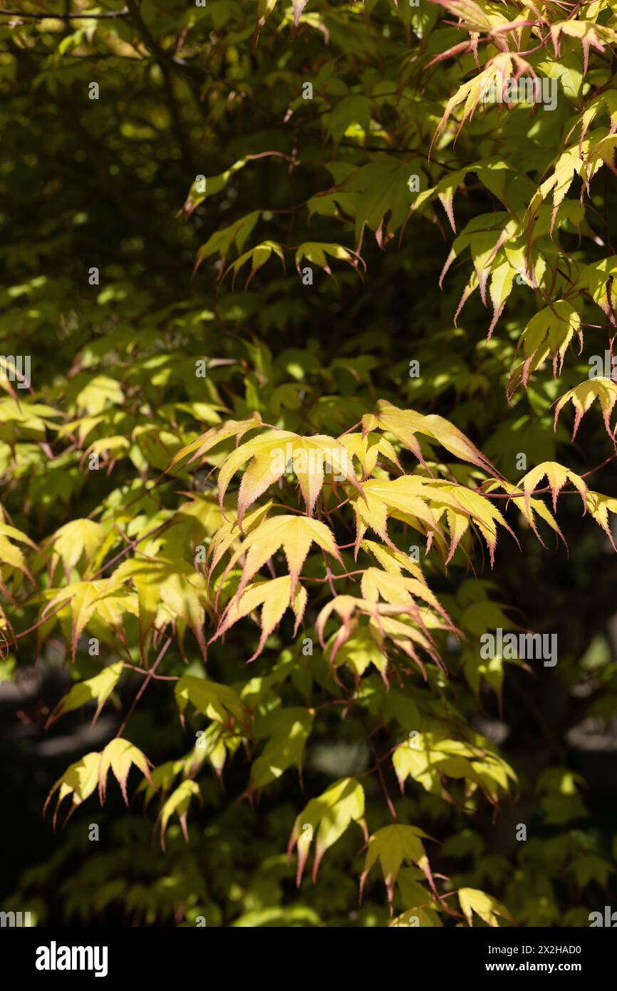 Acer palmatum 'Tsuma Gaki' japanischer Ahornbaum, Nahaufnahme. Stockfoto