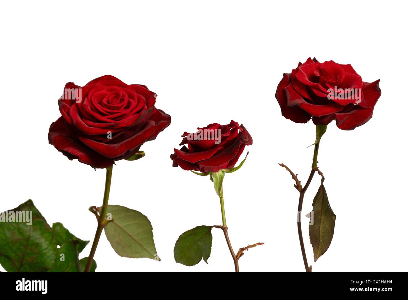 Schöne rote Rose isoliert auf weißem Hintergrund. Stockfoto