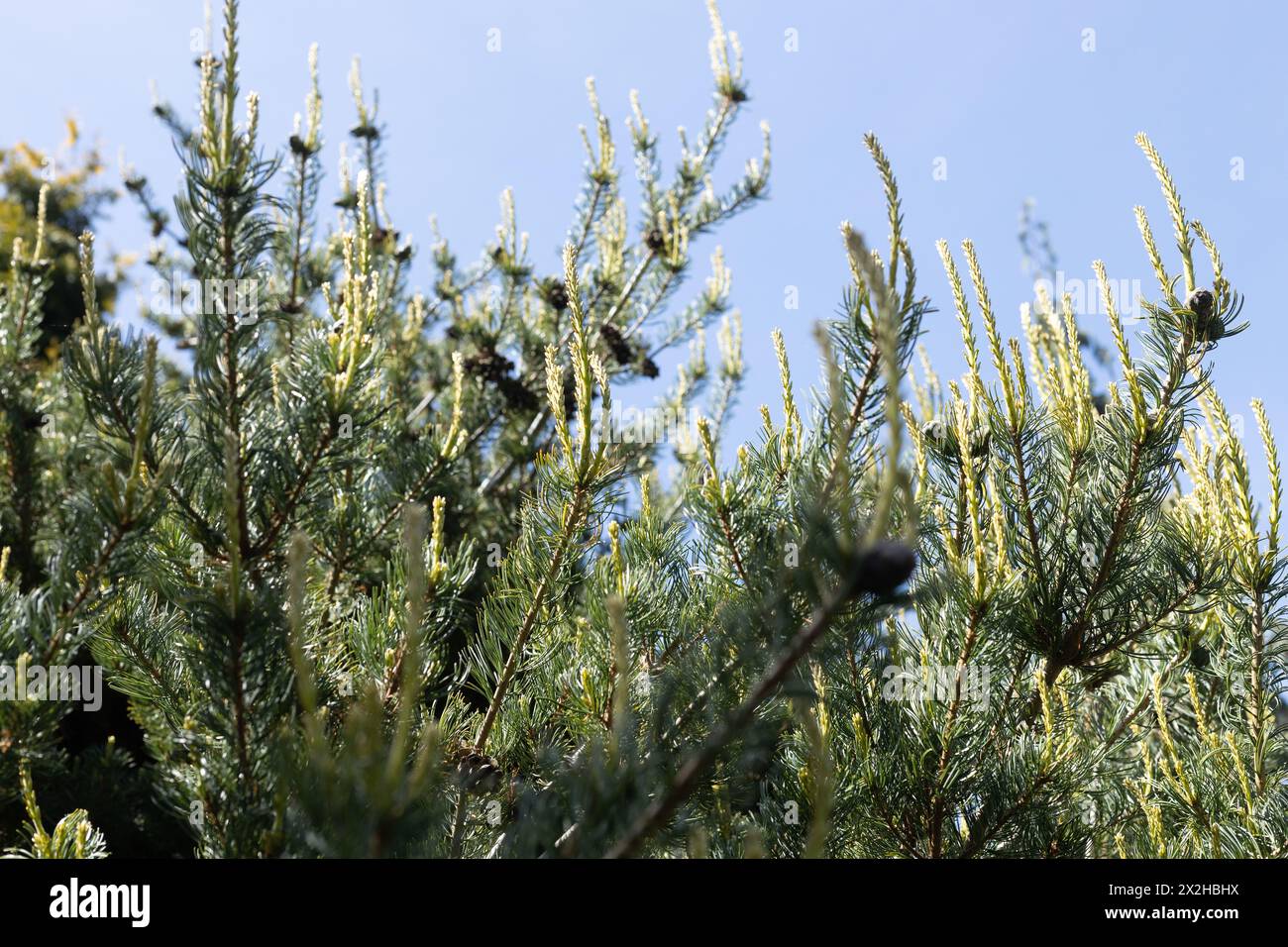Pinus parviflora 'Kanrico' - Japanische Weißkiefer, Nahaufnahme. Stockfoto