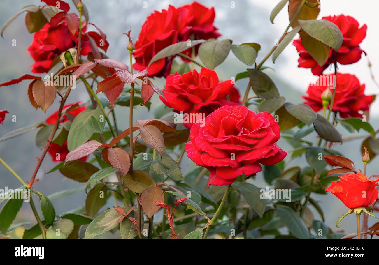 Leuchtend rote Rosen in Blüte mit tau geküssten Blättern vor weichem Hintergrund, perfekt für Blumenmotive. Stockfoto
