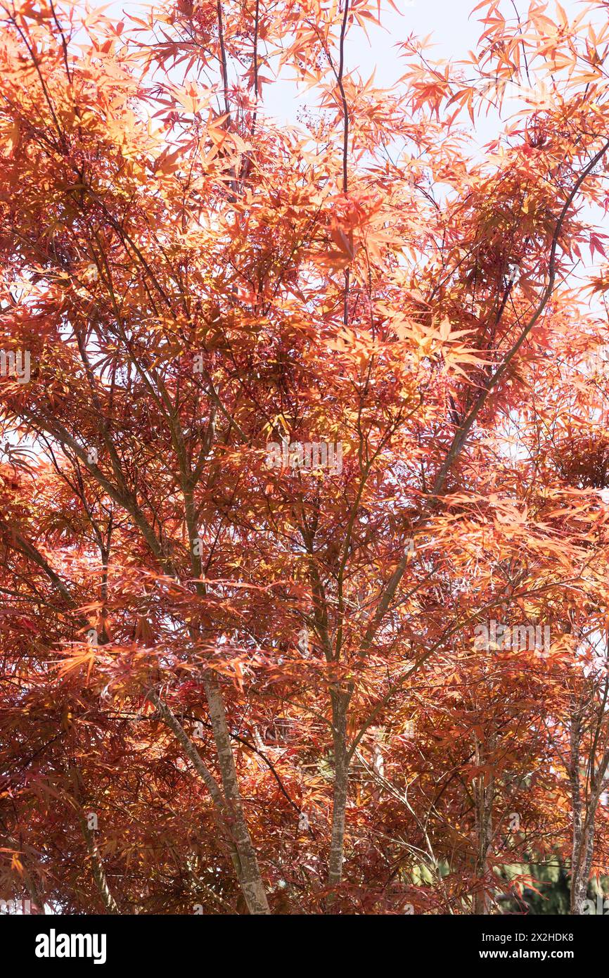 Acer palmatum 'Beni Otake' Japanischer Ahornbaum aus nächster Nähe. Stockfoto