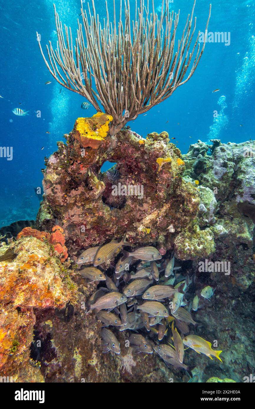 Bubbles von anderen Tauchern flankieren eine gesunde gorgonische Koralle und eine Schar Schnapper am Snapper Reef vor Cayman Brac, Cayman Islands. Stockfoto