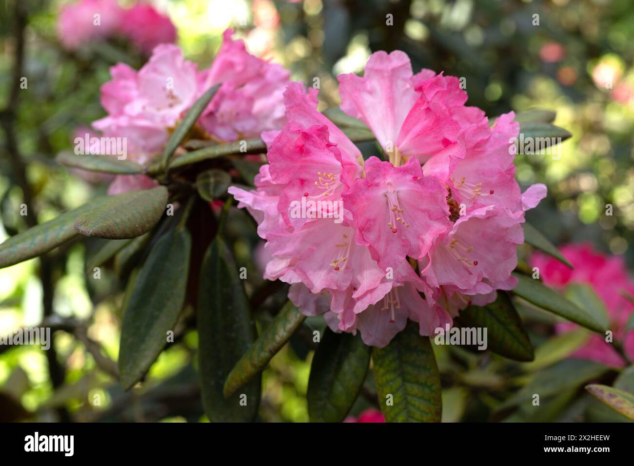 Rhododendron „Noyo Brave“. Stockfoto