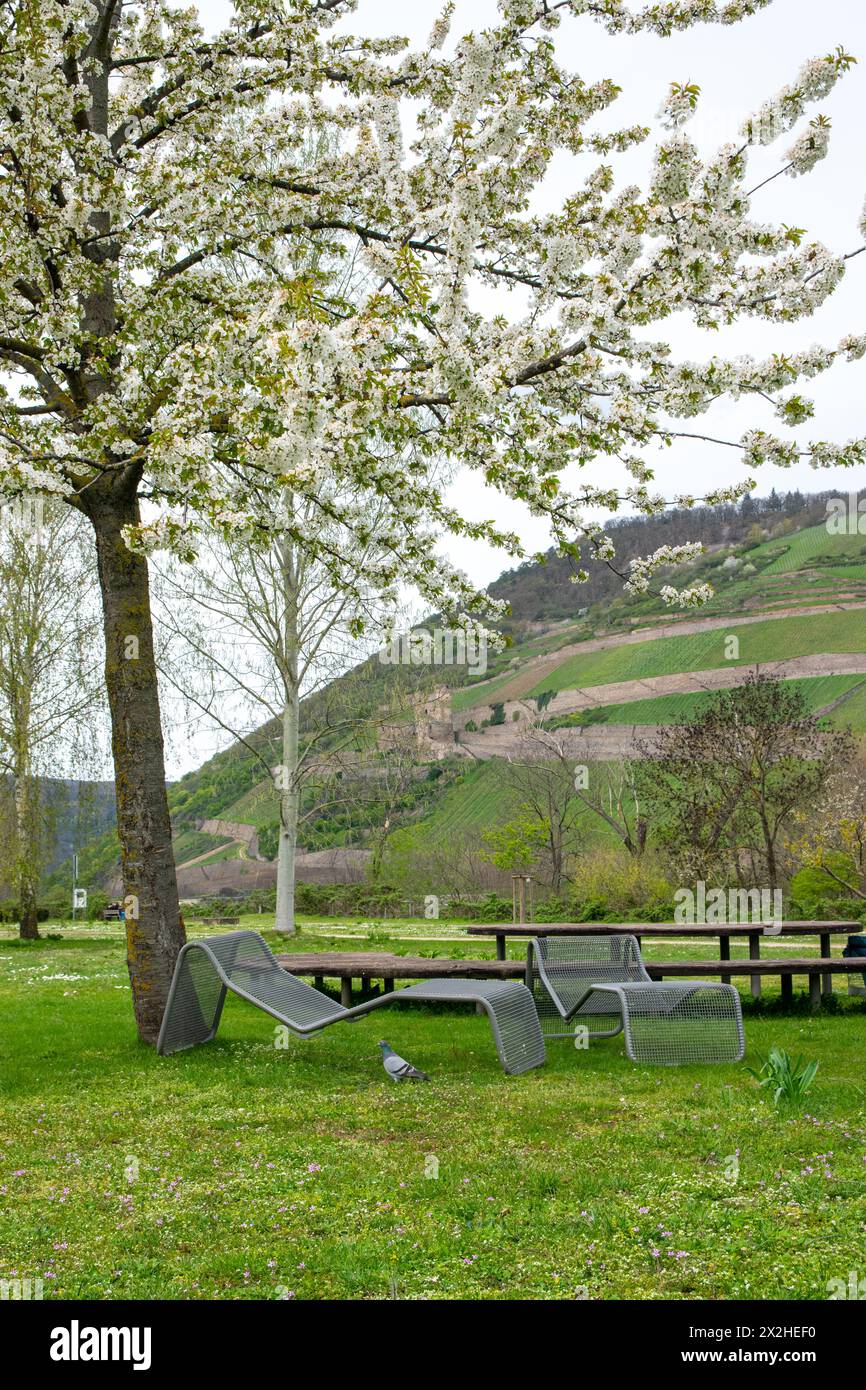 Schöner Park in Europa im Frühling in der Nähe eines Flusses. Ein Stuhl unter einem blühenden Baum. Entspannen Sie sich in der Natur. Stockfoto
