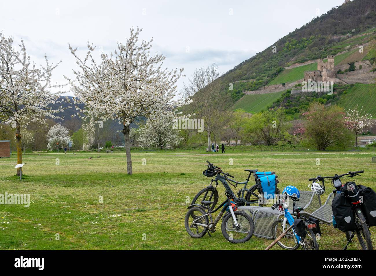 Schöner Park in Europa im Frühling in der Nähe eines Flusses. Viele Fahrräder in der Nähe eines blühenden Baumes. Entspannen Sie sich in der Natur. Stockfoto