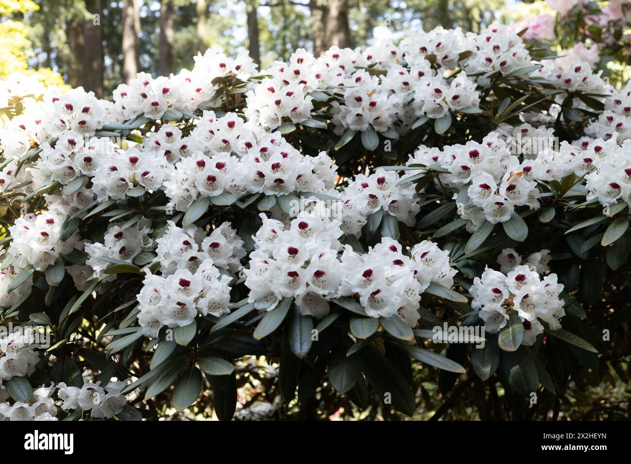 Rhododendron yakushimanum 'Koichiro Wada' x Geraldii natürliche Hybridblüten. Stockfoto