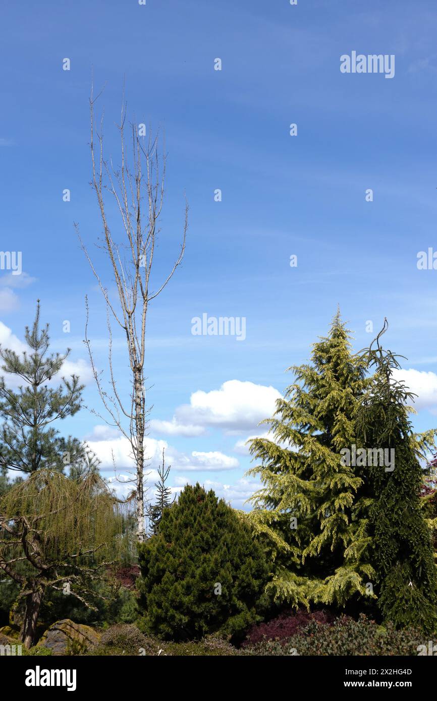 Eine Vielzahl von Nadelbäumen in einem Garten mit blauem Himmel und geschwollenen Wolken im Hintergrund. Stockfoto