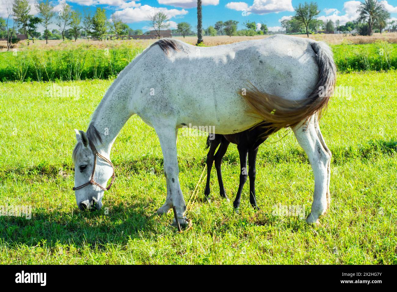 Eine Stute füttert ihr Fohlen während sie auf dem Feld weidet Stockfoto
