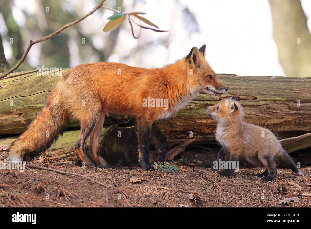Porträt von Mutter Rotfuchs und ihrem Baby im Wald, Kanada Stockfoto