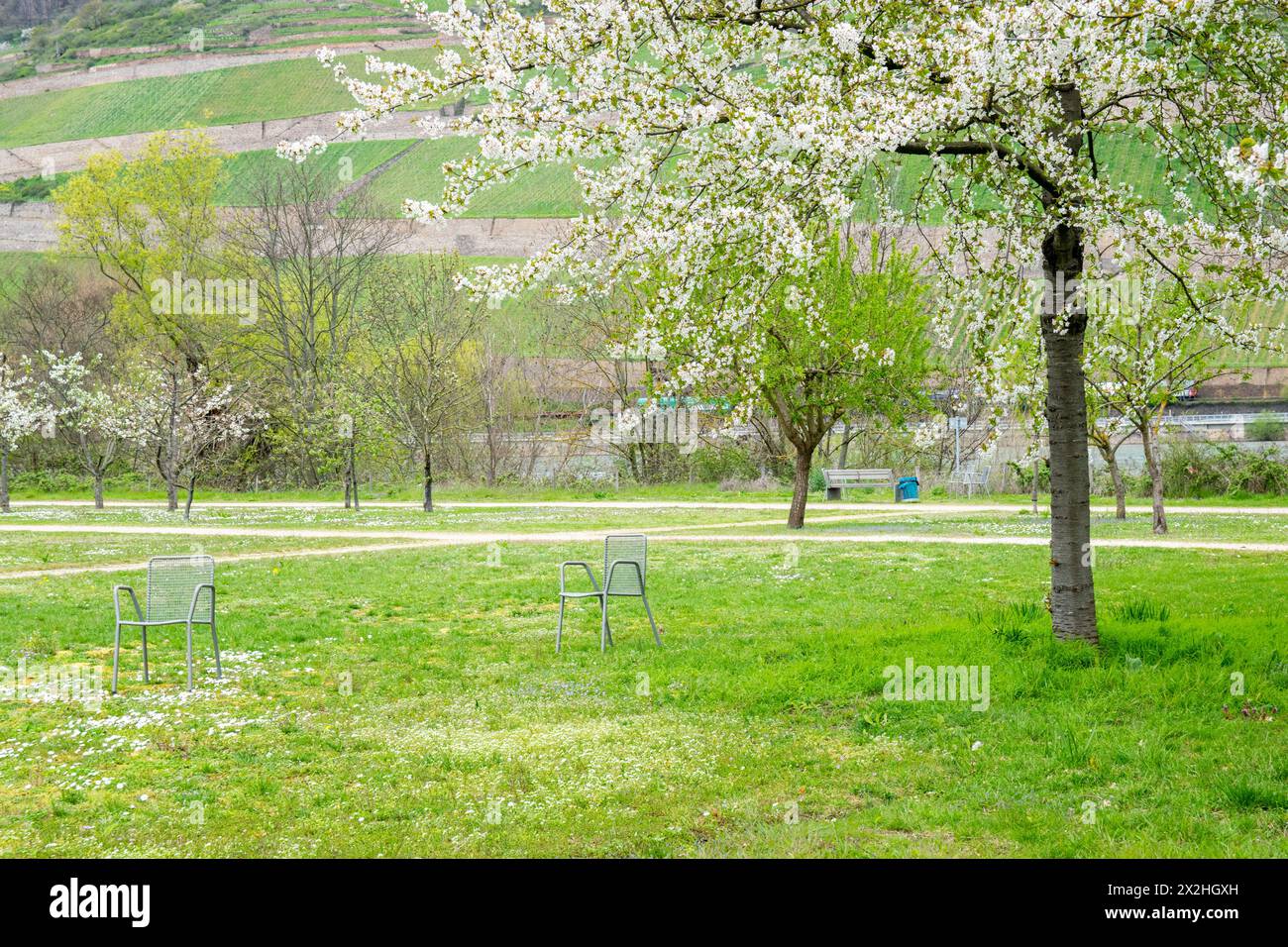 Schöner Park in Europa im Frühling in der Nähe eines Flusses. Ein Stuhl unter dem Baum. Entspannen Sie sich in der Natur. Stockfoto