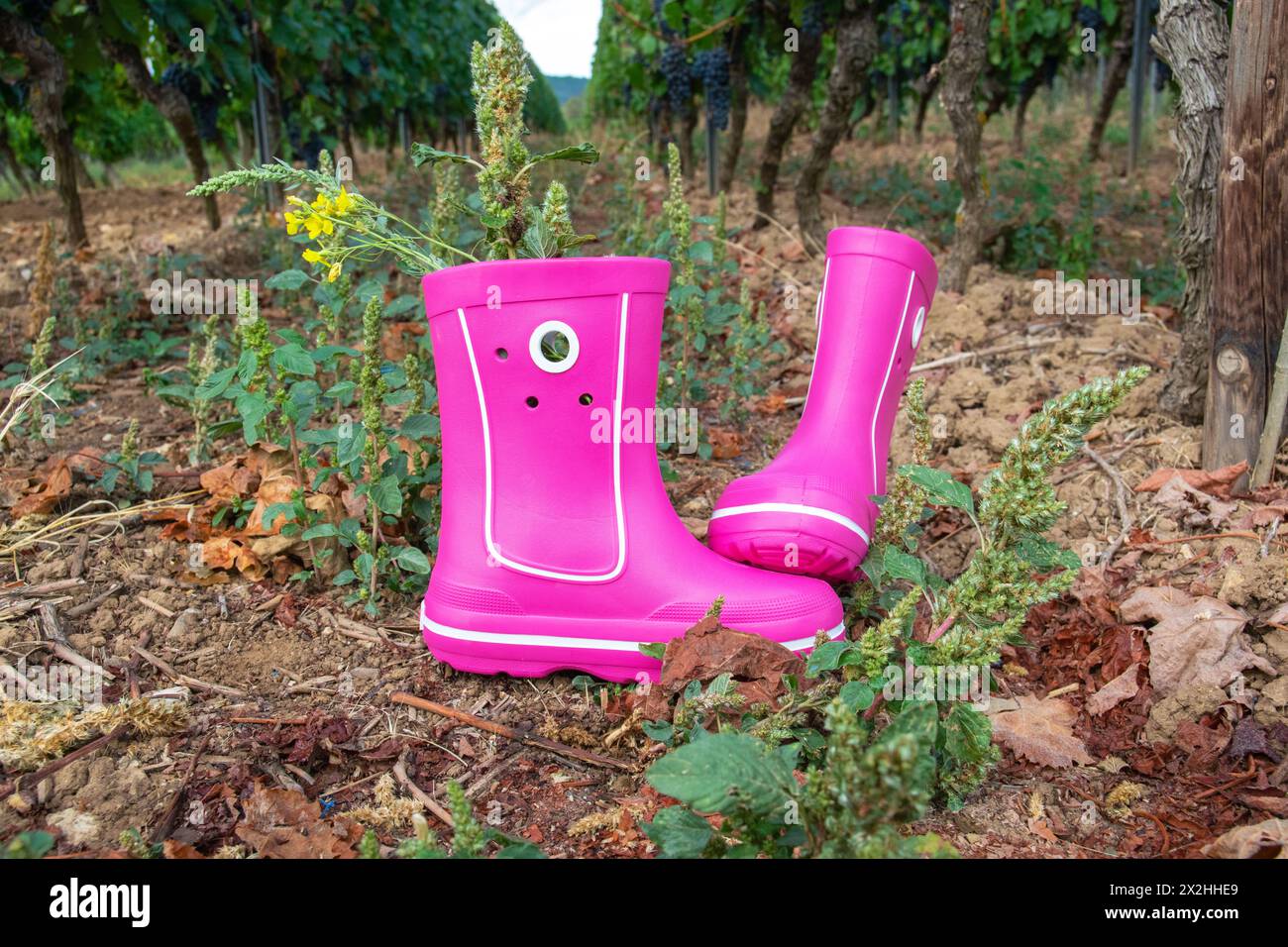 Rosafarbene Gummistiefel mit wunderschönem grünen Weinberg im Herbst. Country-STYLE. Traube und Wein. Naturhintergrund. Stockfoto
