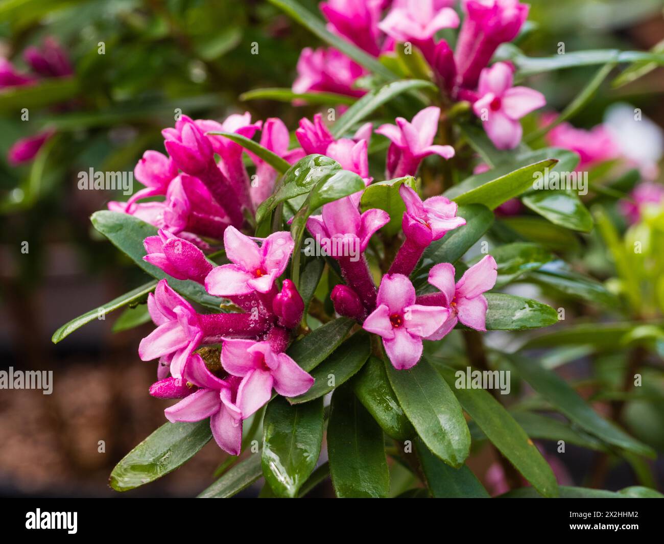 Daphne x transatlantica „Pink Fragrance“, duftende rosa Blüten des lang blühenden, harten immergrünen Strauches Stockfoto