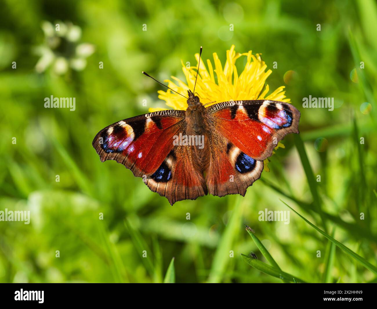 Der britische Peacock-Schmetterling Aglais io ernährt sich von Löwenzahn-Blüten-Afetr aus dem Winterschlaf Stockfoto