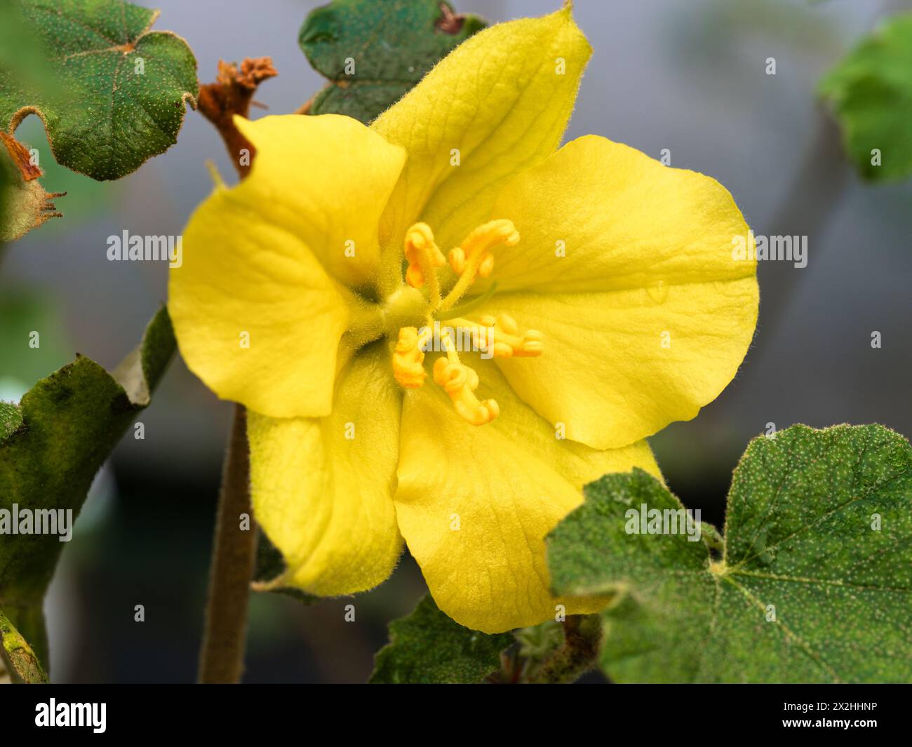 Gelbe Blüte des Frühlings- bis Herbstblühenden immergrünen Strauchs oder Wandstrauchs, Fremontodendron „California Glory“ Stockfoto
