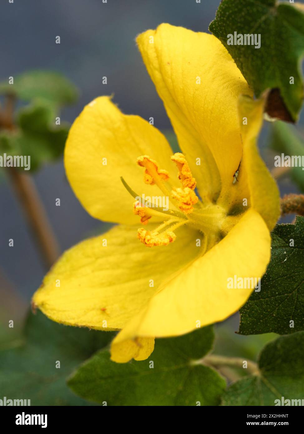 Gelbe Blüte des Frühlings- bis Herbstblühenden immergrünen Strauchs oder Wandstrauchs, Fremontodendron „California Glory“ Stockfoto