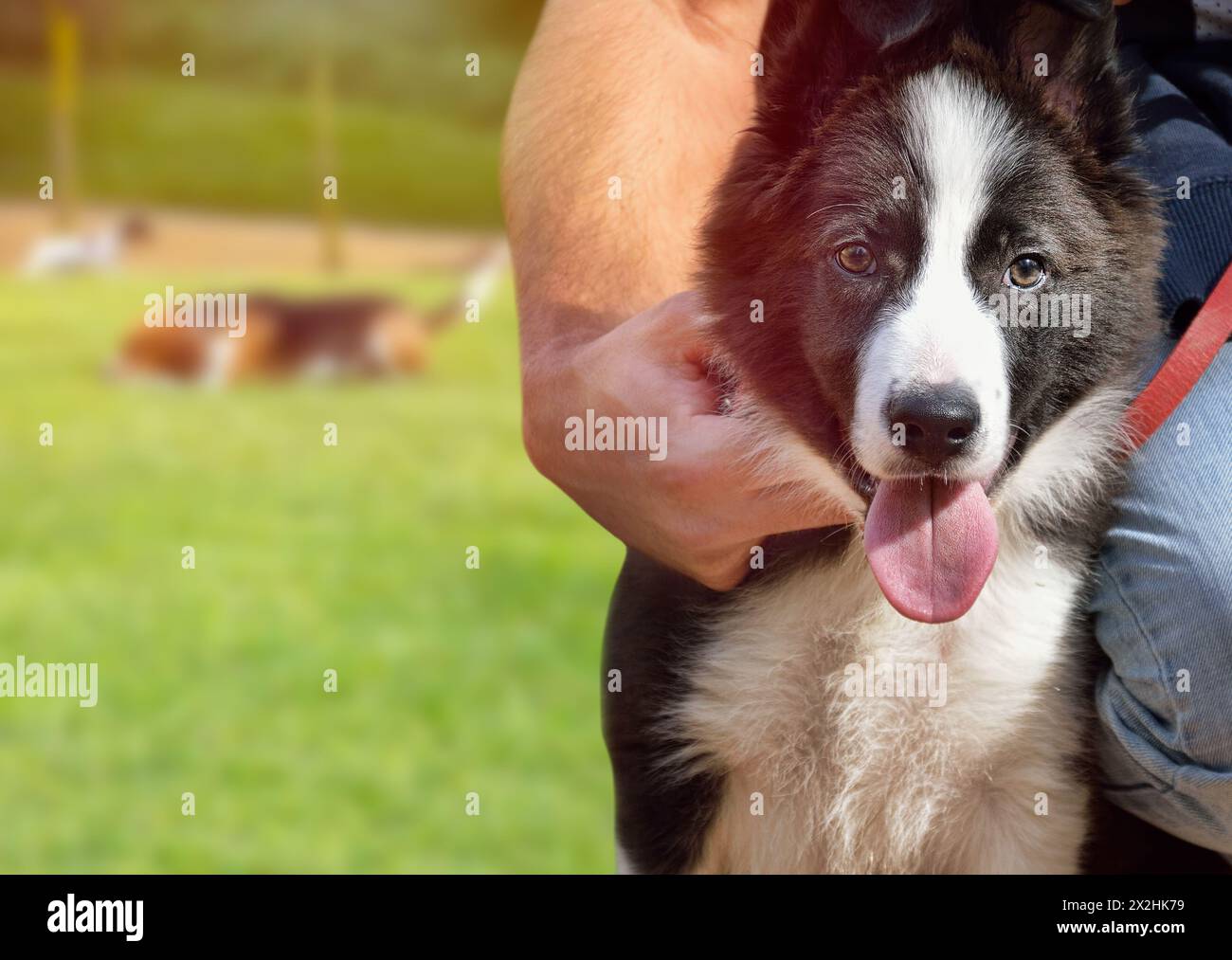 Ein Mann umarmt seinen Hund und sieht mit Kopierraum auf die Kamera im Park. Die Hunderasse ist Border Collie Stockfoto
