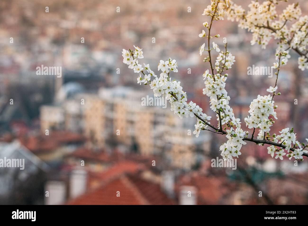 Die Schönheit von Sarajevos traditioneller Architektur und bezaubernden Straßen, während der Frühling dieses europäische Reiseziel zum Leben erweckt. Stockfoto
