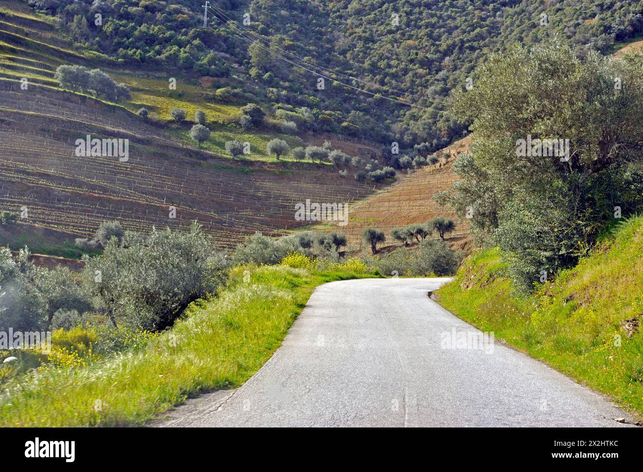 Fahren Sie auf einer malerischen Straße mit Weinbergen in der Region Duoro River Valley in Portugal Stockfoto