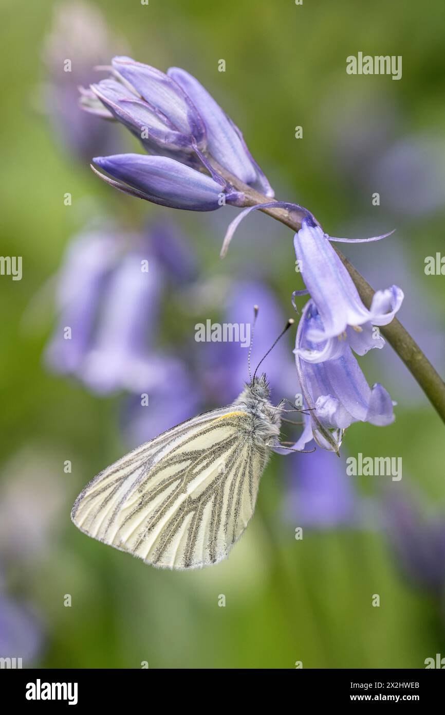 Grüngeädertes Weiss (Pieris napi) auf Blauglocken (Hyacinthoides non-scripta), Emsland, Niedersachsen, Deutschland Stockfoto