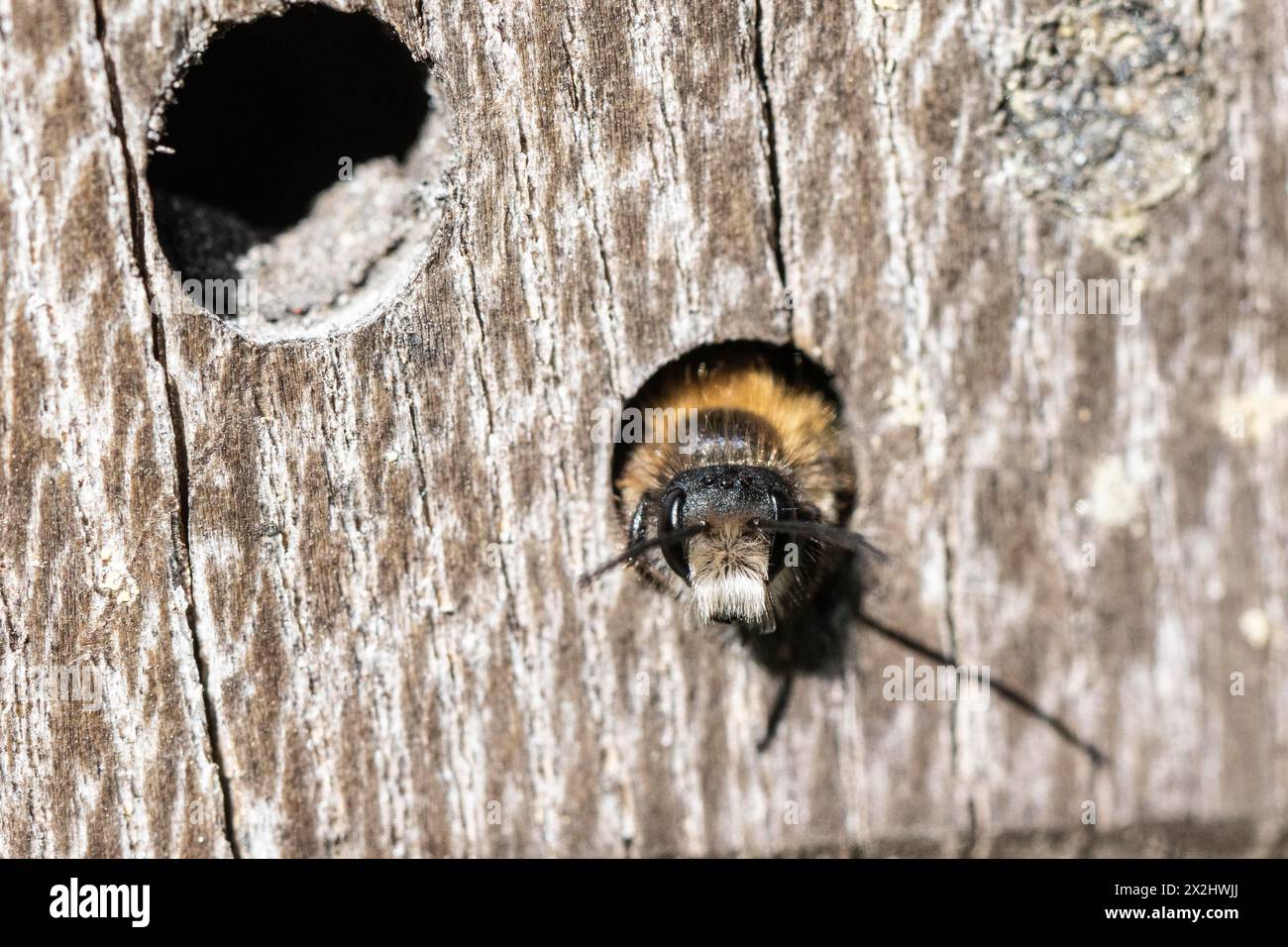 Rostige Maurerbiene (Osmia bicornis), Emsland, Niedersachsen, Deutschland Stockfoto