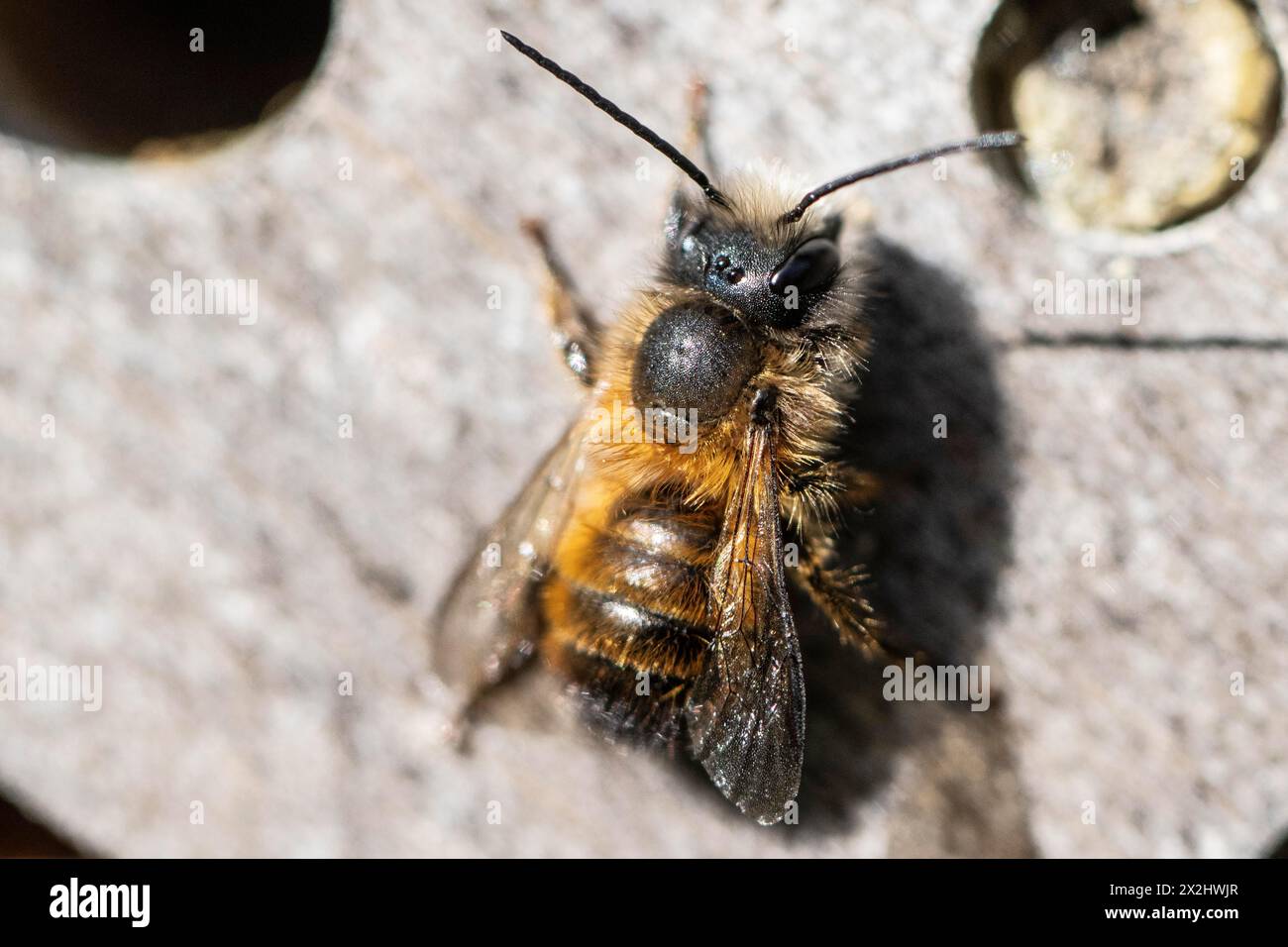 Rostige Maurerbiene (Osmia bicornis), Emsland, Niedersachsen, Deutschland Stockfoto