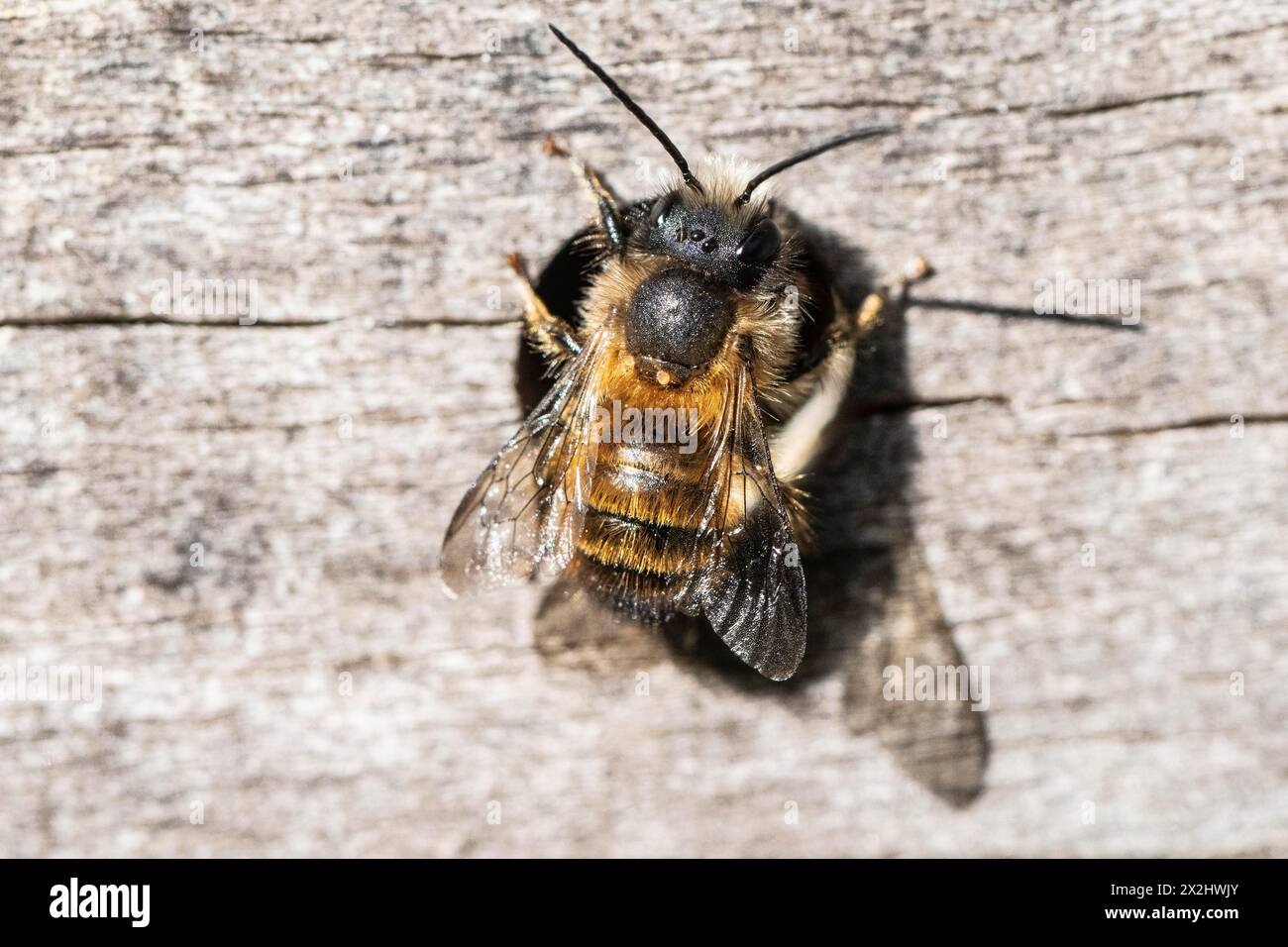 Rostige Maurerbiene (Osmia bicornis), Emsland, Niedersachsen, Deutschland Stockfoto