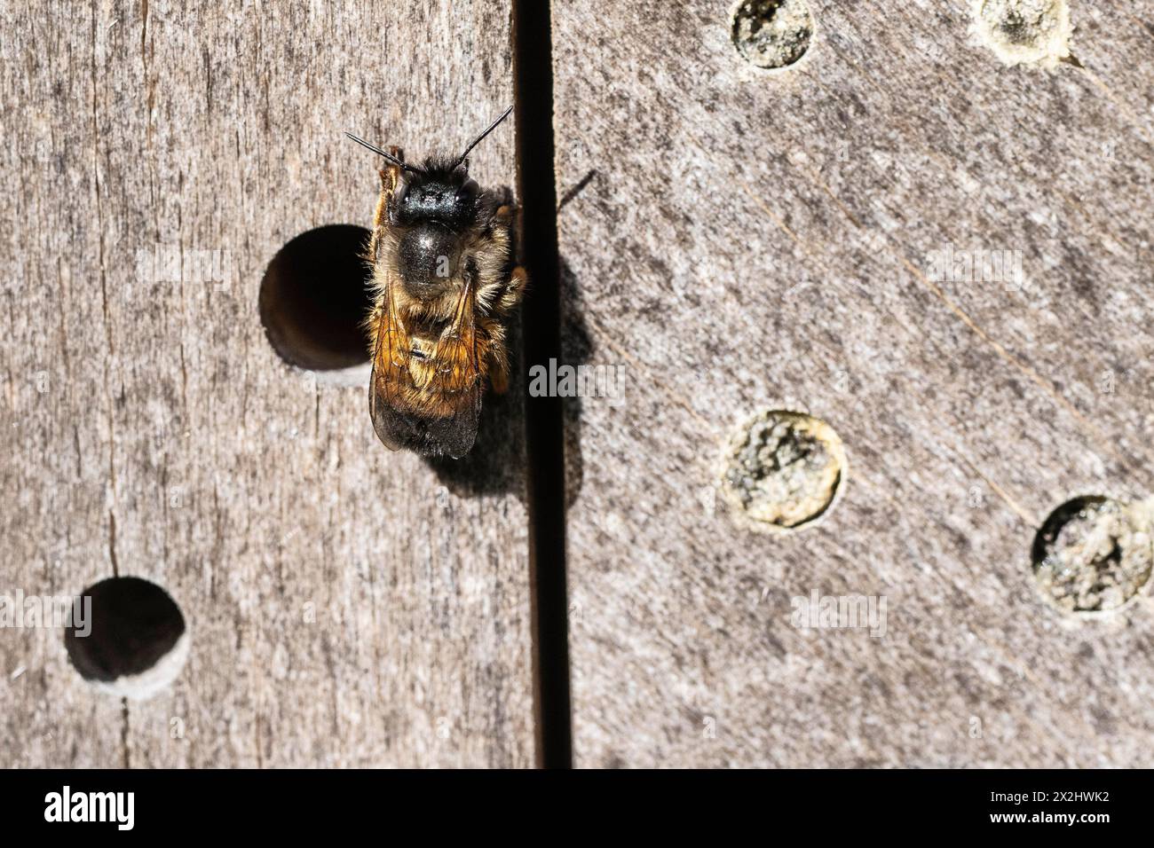Rostige Maurerbiene (Osmia bicornis), Emsland, Niedersachsen, Deutschland Stockfoto