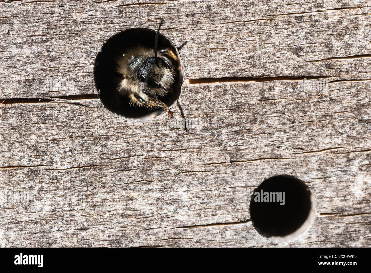 Rostige Maurerbiene (Osmia bicornis), Emsland, Niedersachsen, Deutschland Stockfoto