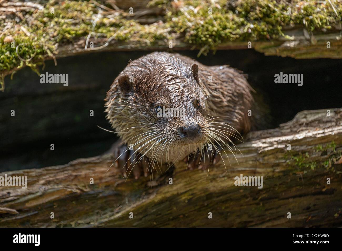 Europäischer Otter (Lutra lutra), der aus einem hohlen Baumstamm schaut, gefangen, Deutschland Stockfoto