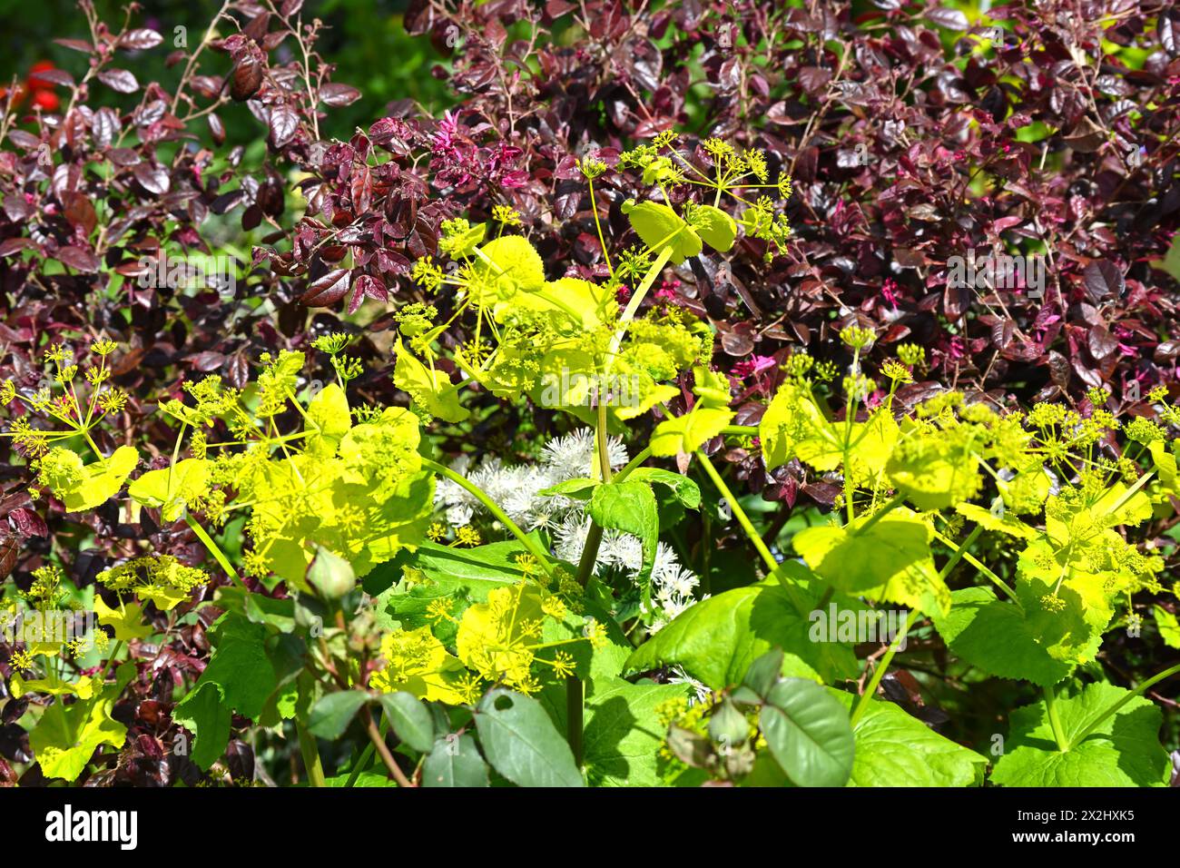 Saure gelbe Frühlingsblumen von Smyrnium perfoliatum, die gegen das rote/violette Laub von Loropetalum chinensis im britischen Garten April wachsen Stockfoto