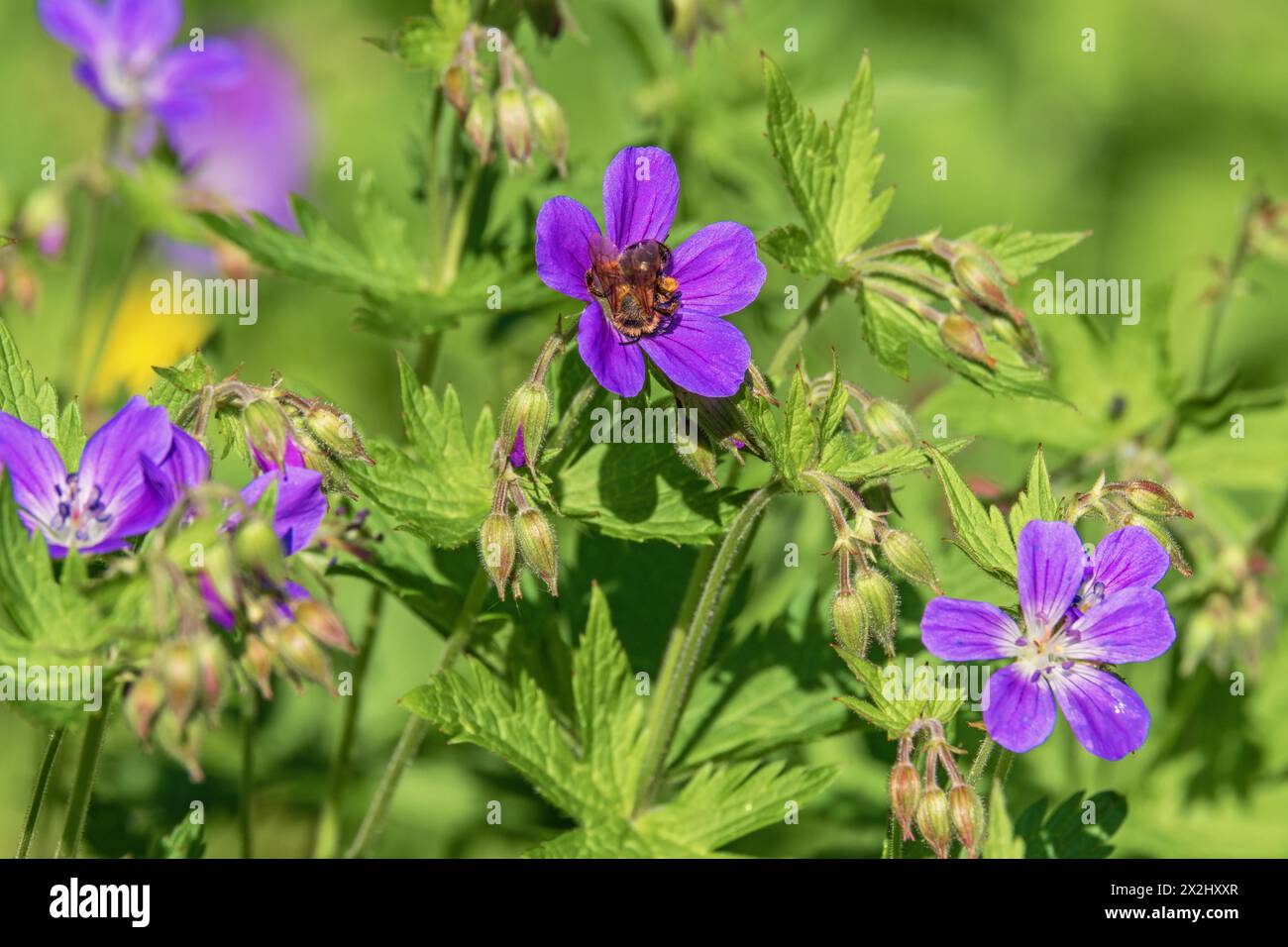 Die bestäubende Hummel auf einem Holzkranesbill (Geranium sylvaticum) blüht einen Sommertag Stockfoto