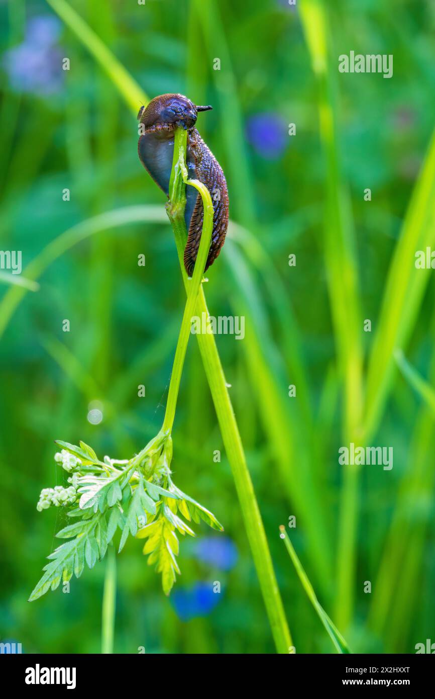 Rundschnecke (Arionidae), die im Sommer auf einer Wiese von einem Pflanzenstamm isst Stockfoto