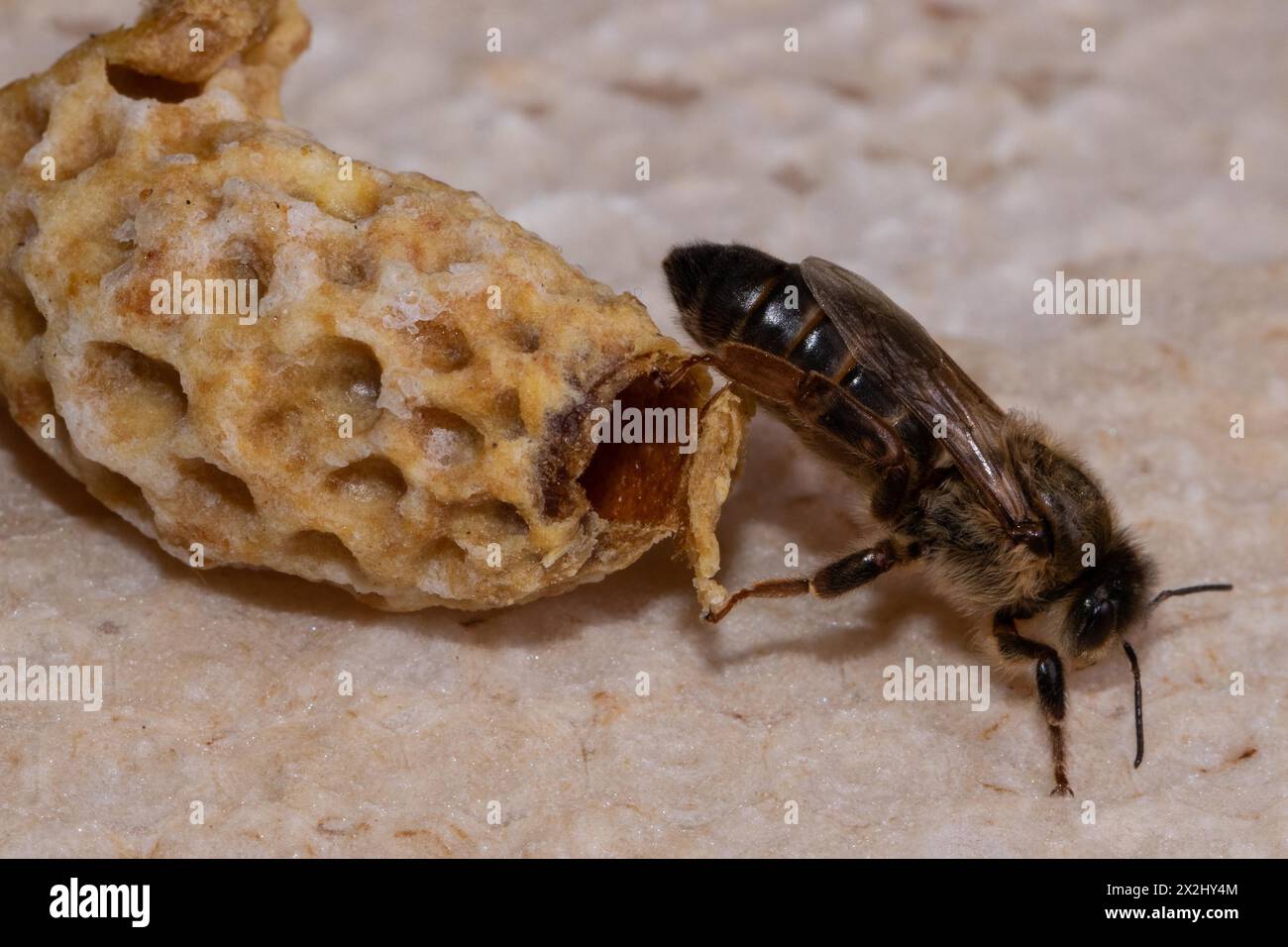 Die Honigbienenkönigin steht neben der Brutzelle und sieht nach rechts Stockfoto