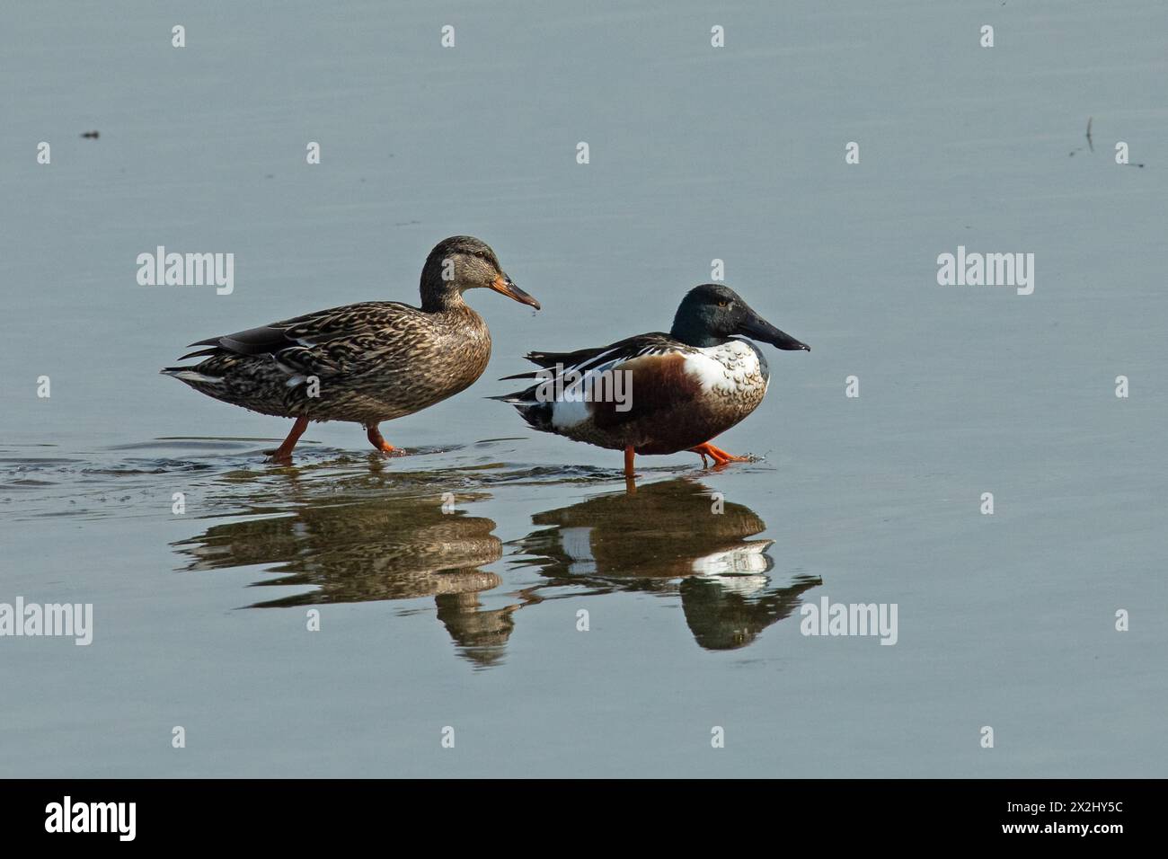 Schaufel weiblich und männlich mit Spiegelbild nebeneinander im Wasser stehend, nach rechts Stockfoto