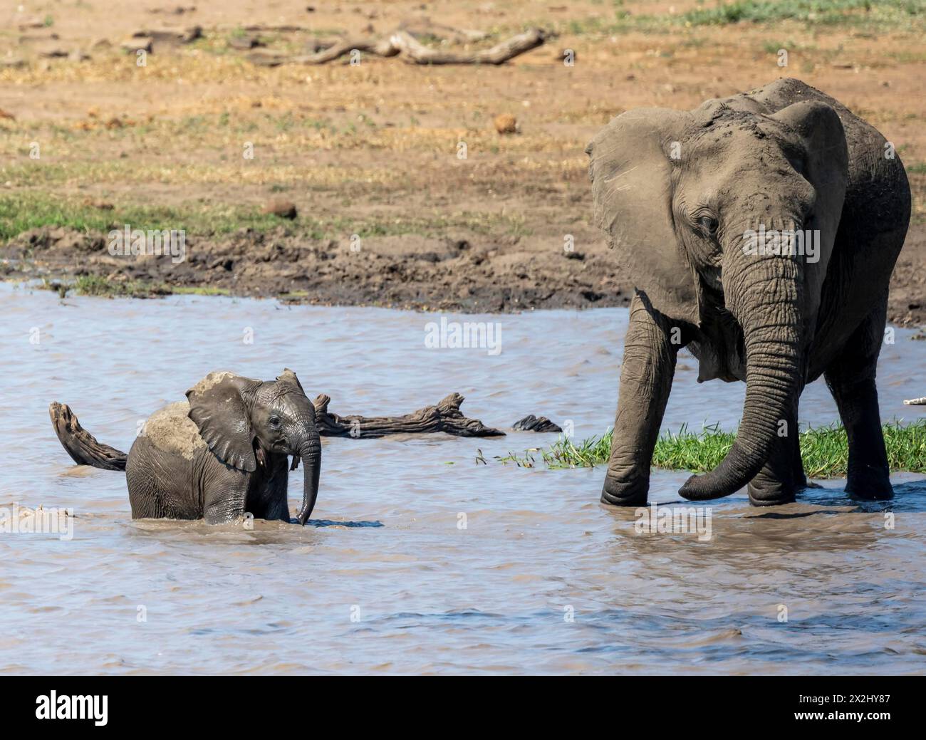 Afrikanischer Elefant (Loxodonta africana), Mutter und Junge, die im Wasser spielen, Kruger-Nationalpark, Südafrika Stockfoto