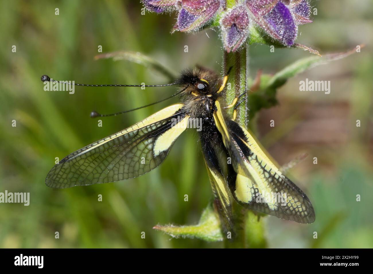 Schmetterlingsartig mit offenen Flügeln, die auf grünem Stiel sitzen, mit blauer Blume, die nach rechts hinaufblickt Stockfoto