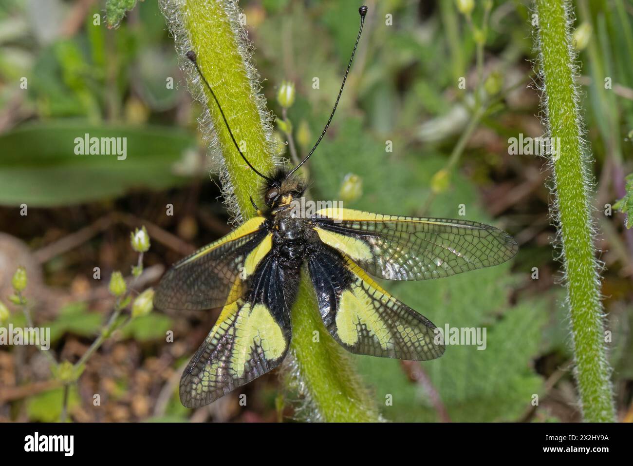 Schmetterlingsartig mit offenen Flügeln, die von hinten auf einem grünen Stiel sitzen Stockfoto