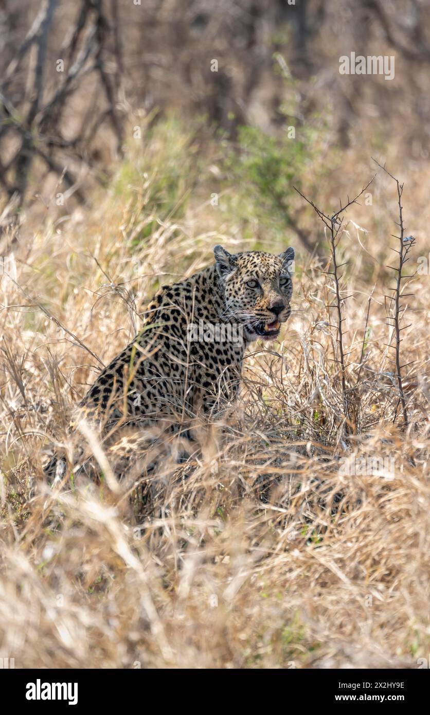 Leopard (Panthera pardus) sitzt auf trockenem Gras, mit blutiger Schnauze, Kruger-Nationalpark, Südafrika Stockfoto