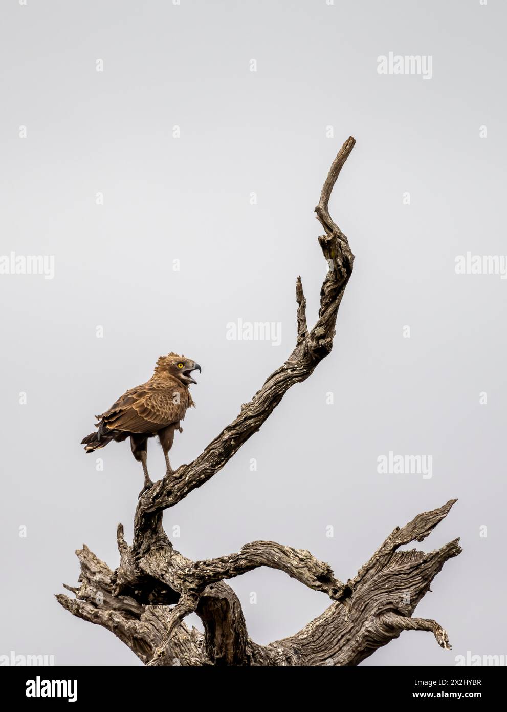Brauner Schlangenadler (Circaetus cinereus), mit offenem Schnabel, sitzt auf einem toten Ast vor einem weißen Himmel, Kruger-Nationalpark, Südafrika Stockfoto