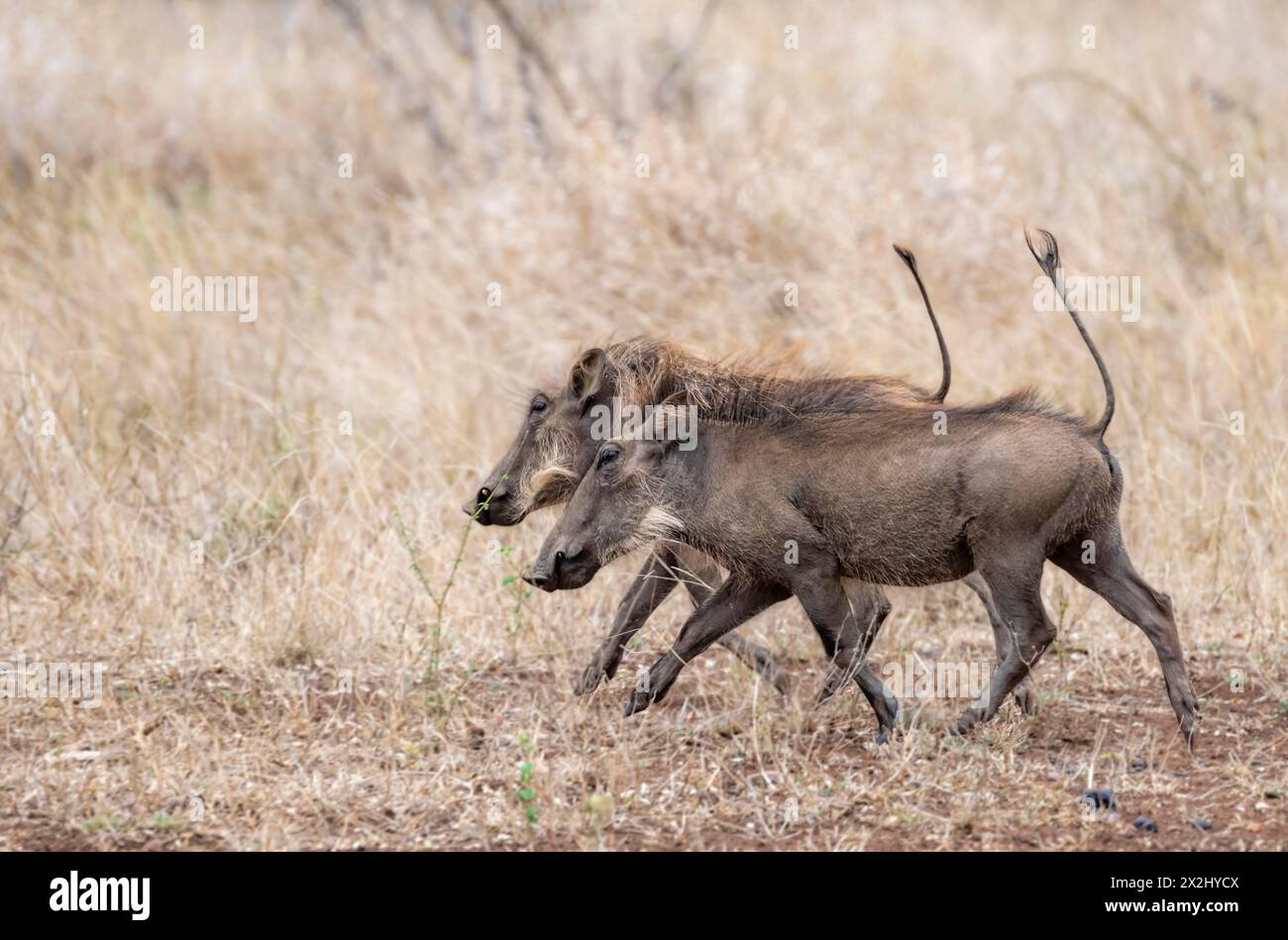 Gewöhnliches Warzenschwein (Phacochoerus africanus), zwei Warzenschweine mit Schwänzen, die durch trockenes Gras laufen, Kruger-Nationalpark, Südafrika Stockfoto