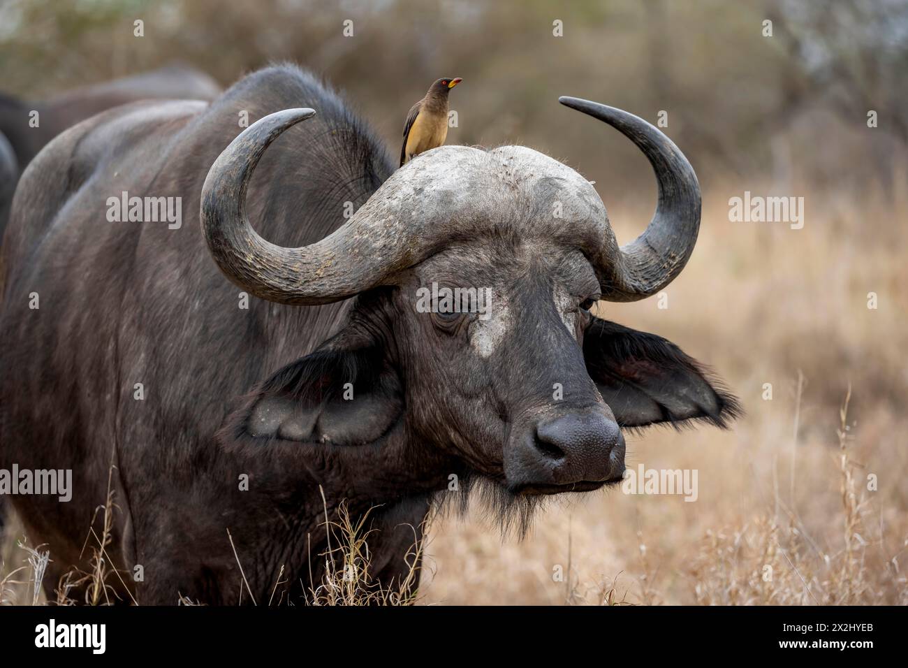 Afrikanischer Büffel (Syncerus Caffer Caffer Caffer) mit Gelbschnabel-Oxpecker (Buphagus africanus), in trockenem Gras, Tierporträt, Krüger-Nationalpark, Süden Stockfoto