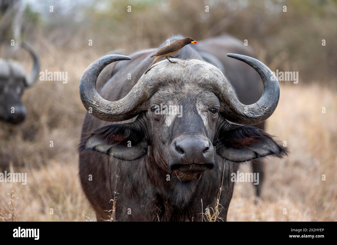 Afrikanischer Büffel (Syncerus Caffer Caffer Caffer) mit Gelbschnabel-Oxpecker (Buphagus africanus), in trockenem Gras, Tierporträt, Krüger-Nationalpark, Süden Stockfoto