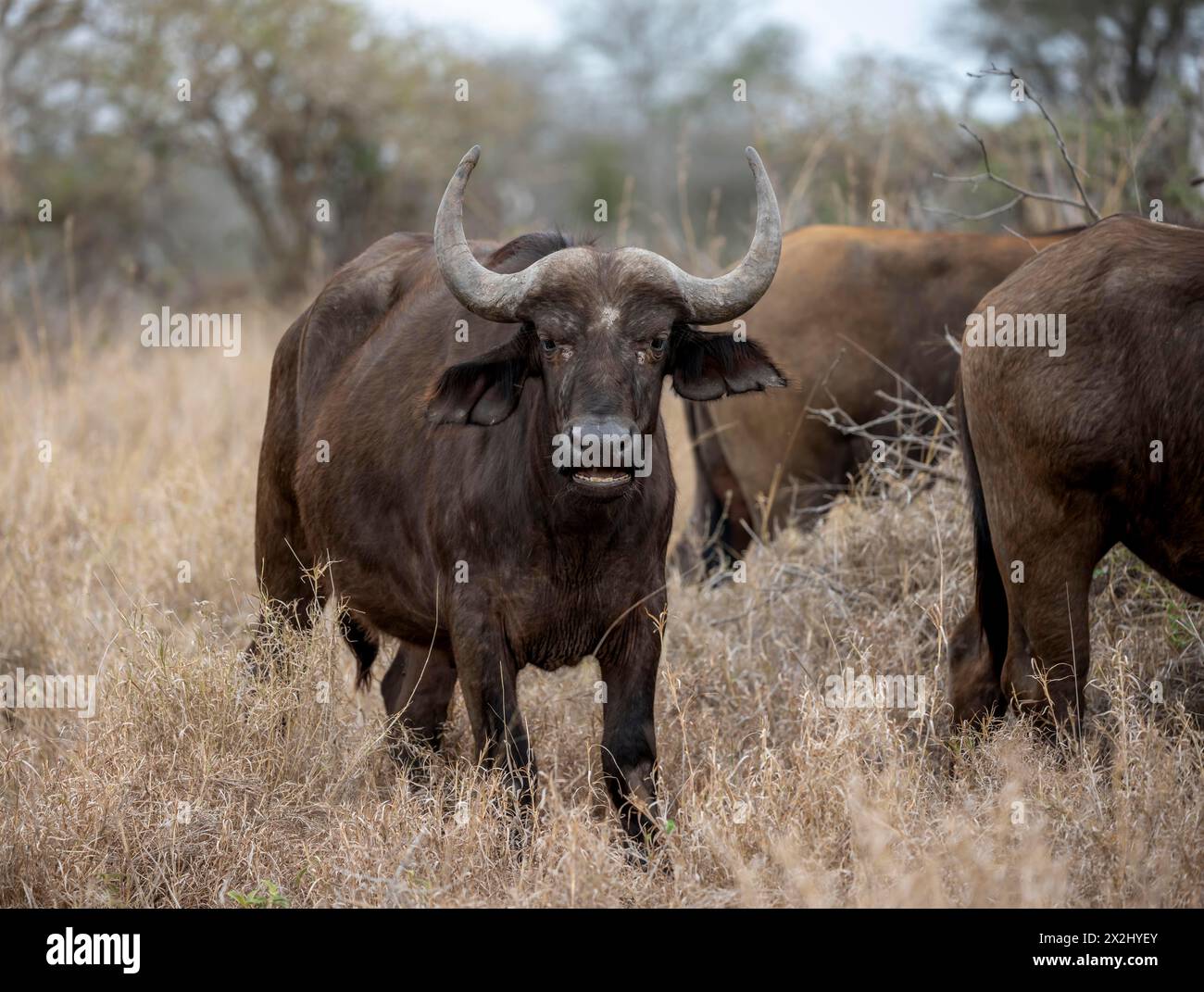 Afrikanischer Büffel (Syncerus Caffer Caffer Caffer), in trockenem Gras, Tierporträt, Kruger-Nationalpark, Südafrika Stockfoto