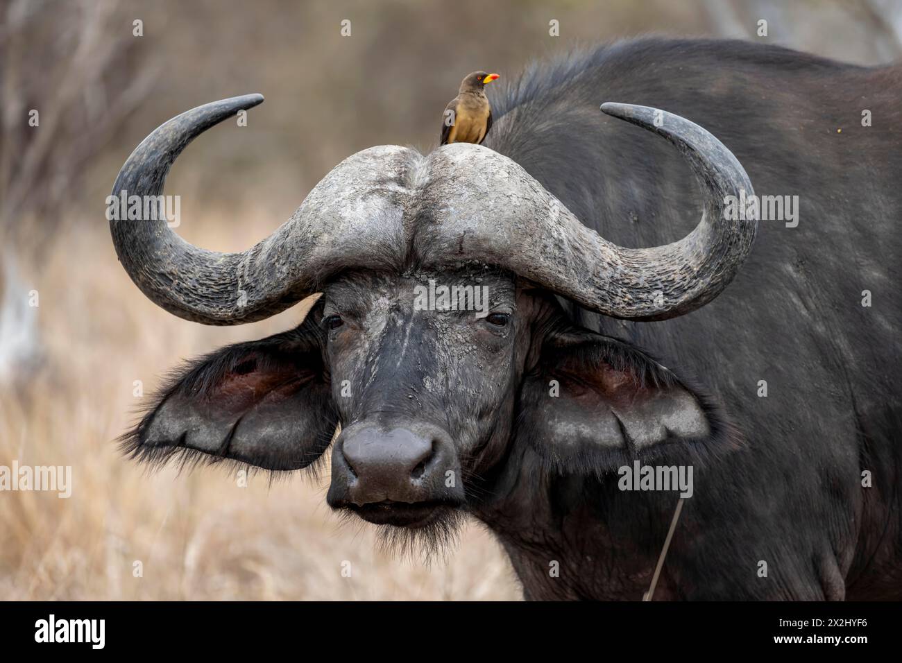 Afrikanischer Büffel (Syncerus Caffer Caffer Caffer) mit Gelbschnabel-Oxpecker (Buphagus africanus), Tierporträt, Kruger-Nationalpark, Südafrika Stockfoto