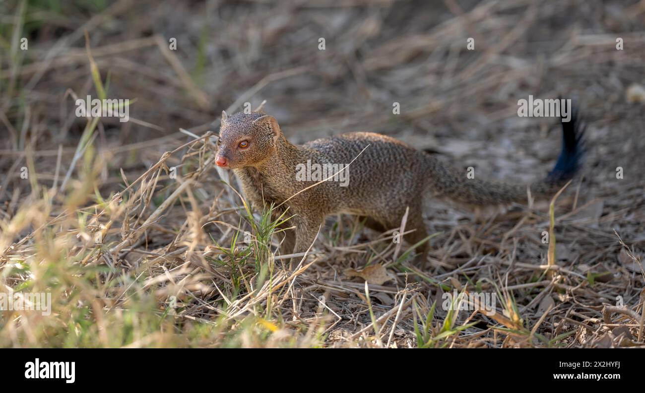 Slender Mungos (Herpestes sanguineus) Kruger-Nationalpark, Südafrika Stockfoto